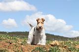 FOX TERRIER 131